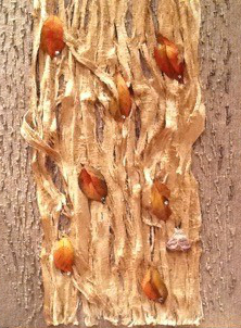 Light coloured rough bark embellishd with small orange and brown painted leaves and hand sewn moths.