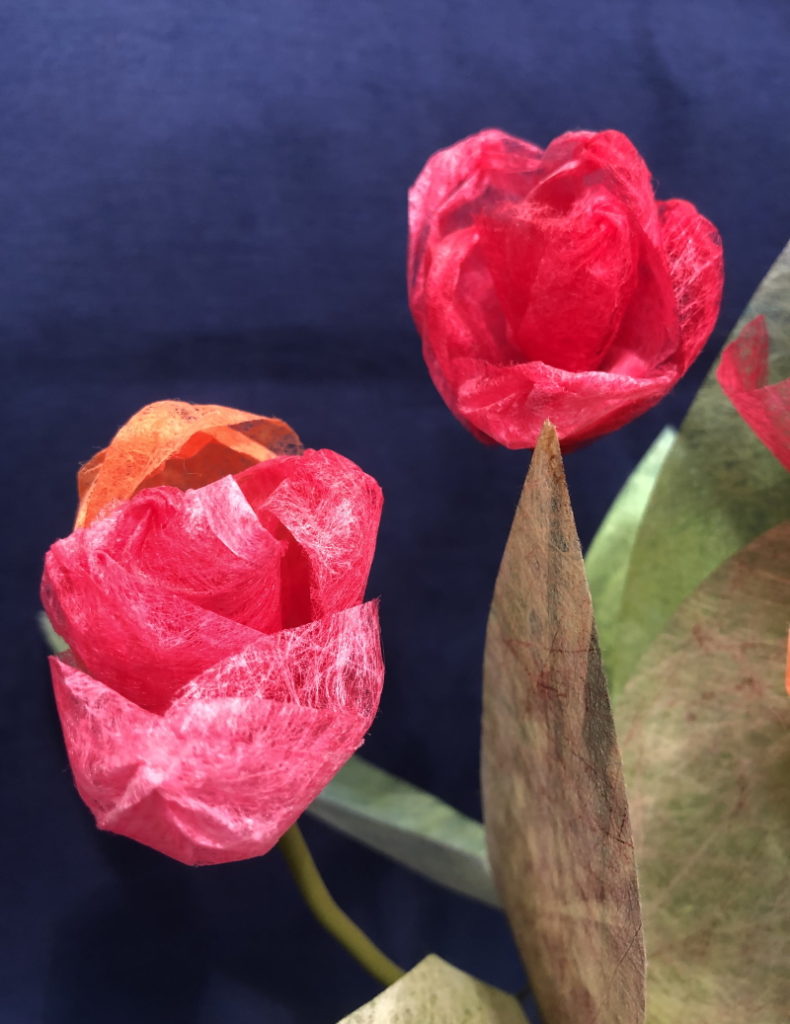 A close up photograph of 2 completed red tulips against a royal blue background.